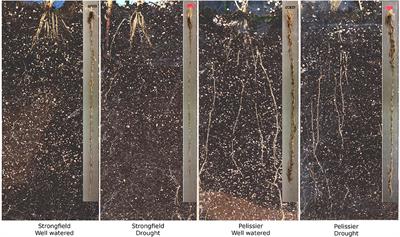 Contrasting Root and Photosynthesis Traits in a Large-Acreage Canadian Durum Variety and Its Distant Parent of Algerian Origin for Assembling Drought/Heat Tolerance Attributes